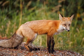 Red fox scavenging for food