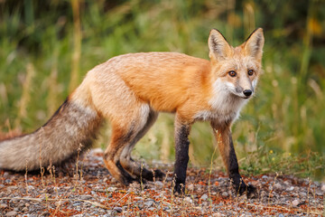 Red fox scavenging for food