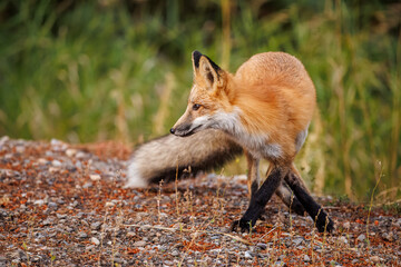 Red fox scavenging for food