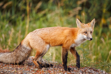 Red fox scavenging for food