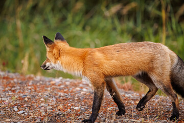 Red fox scavenging for food