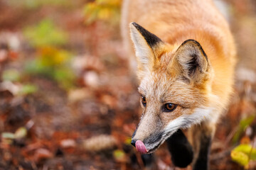 Red fox scavenging for food