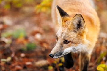 Red fox scavenging for food