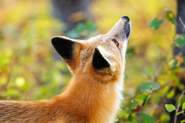 Red fox scavenging for food