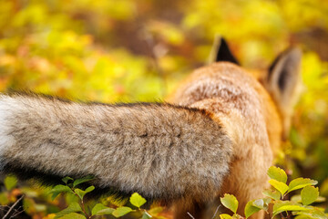 Red fox scavenging for food