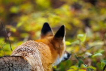 Red fox scavenging for food