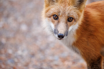 Red fox scavenging for food