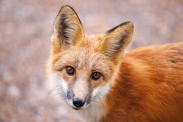 Red fox scavenging for food