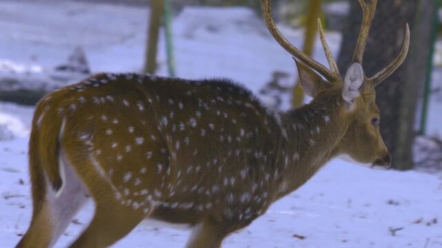 Close up of an axis buck  walking around the forest in the winter on a snowy and cloudy day in january., searching for food