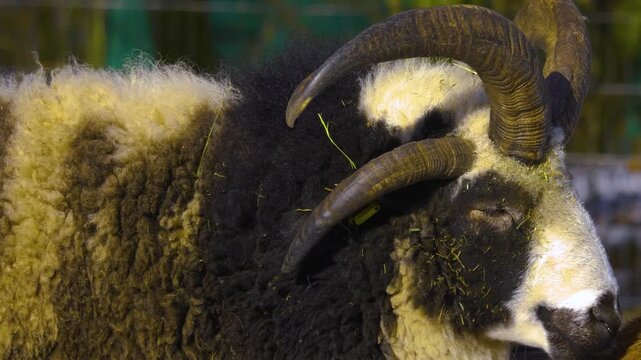 Close up of a four horn jacob sheep  standing around the forest in the winter on a sunny day in january., and chewing.