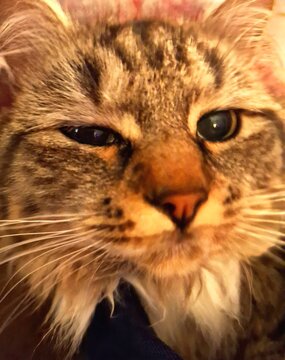 Funy portrait of a cat