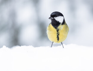 Obraz premium blue tit in snow