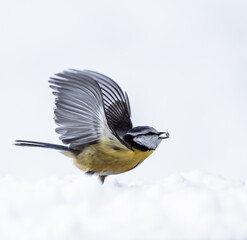 blue tit in snow