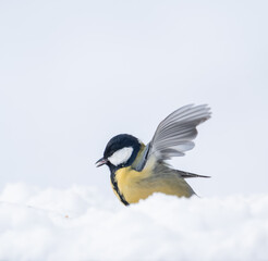 Obraz premium blue tit in snow
