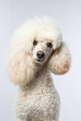 A white poodle slightly tilts its head while facing the camera. The soft lighting enhances the studio portrait feel.