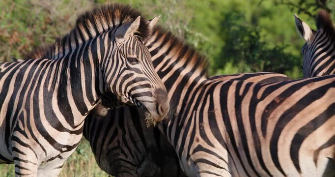 Family of zebras interacts closely in a medium shot, showing bonding and social behavior in Kruger National Park, South Africa. Natural wildlife footage of communication, and herd dynamics in savanna