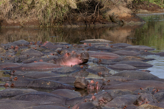 group of hippopotamuses laying submerged in river some with head above water in serengeti national park tanzania