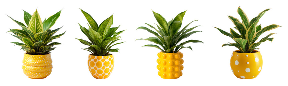 Beautiful Calathea  plant in a ceramic pot isolated on transparent background
