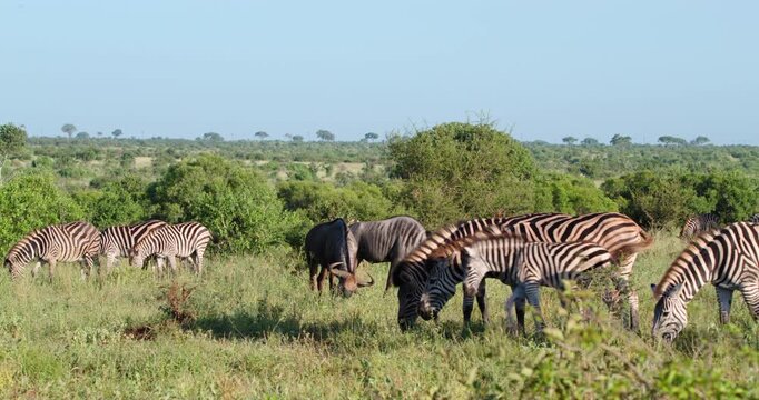 A herd of Burchell zebras with young foals, grazes with blue wildebeests in Kruger National Park in South Africa. Wildlife behavior footage showing natural feeding activity in open savanna habitat.