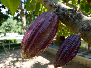 El fruto del cacao, llamado mazorca o vaina, es una baya ovalada y gruesa que protege en su...