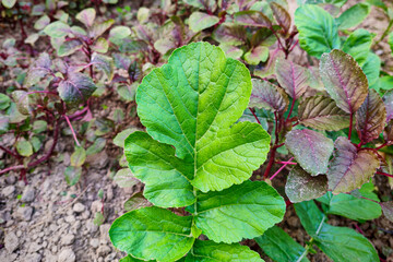 Green leaves of a radish plant (Daikon Radish or Winter Radish)
