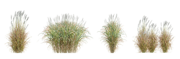 Miscanthus Purpurascens Ornamental 3d Grass Plant With Lush Green Foliage on Transparent Background