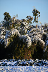 千葉県松戸市、正月の雪（2026年）