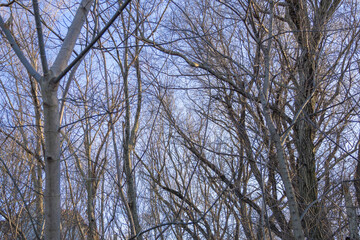 Leafless Trees and Branches Against Blue Sky - Winter Forest Background