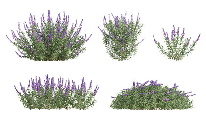 3D Render of Salvia Leucantha Plant Displaying Vibrant Purple Blooms on Transparent Background
