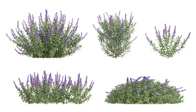 3D Render of Salvia Leucantha Plant Displaying Vibrant Purple Blooms on Transparent Background