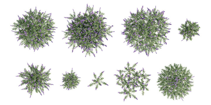 Top View Composition of Various 3d Salvia Leucantha Plants Featuring Lush Green Foliage and Purple Flowers on Transparent Background