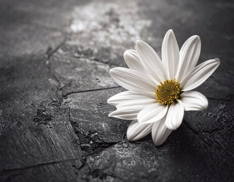 Sympathy card with white daisy on dark background, copy space