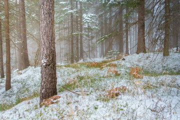erster Schnee im M&auml;rchenwald