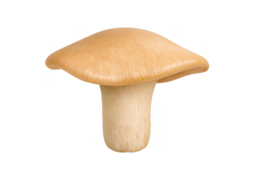 King trumpet mushroom, also known as pleurotus eryngii, showing an edible fresh raw fungi on transparent background