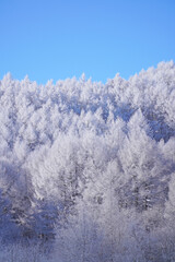 聖高原　中牧湖の霧氷