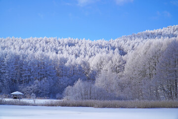 聖高原　中牧湖の霧氷