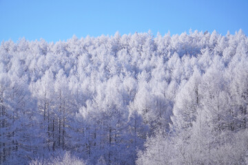 聖高原　中牧湖の霧氷