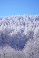 聖高原　中牧湖の霧氷
