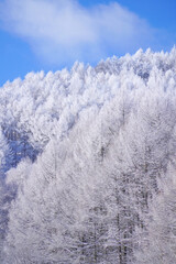 聖高原　中牧湖の霧氷