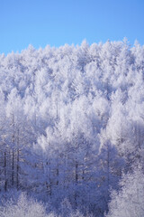 聖高原　中牧湖の霧氷