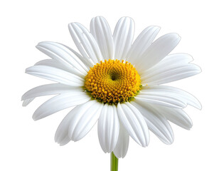 A close-up view shows a daisy with white petals and a yellow center, isolated on black