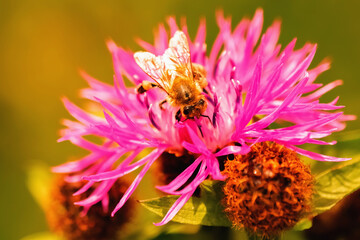 Honeybee pollinating a colorful flower, highlighting nature, ecology, and the importance of pollinators.