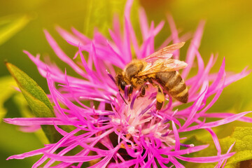 Macro close-up of a honeybee collecting nectar on a bright pink wildflower in warm summer light.