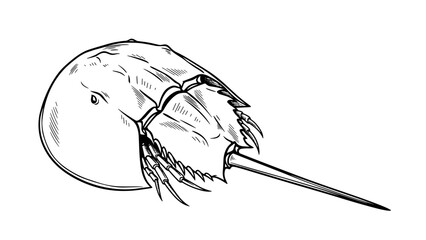 Horseshoe Crab illustration monochrome ink painting style on white background. Detailed Horseshoe Crab artwork captures unique marine arthropod, showcasing its distinctive shell, tail.