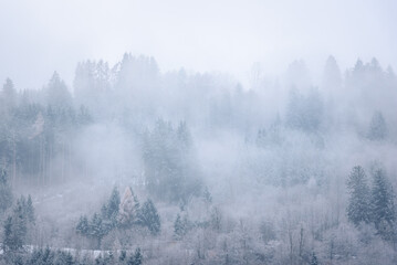 Snowy forest covered with fog in the mountains in winter