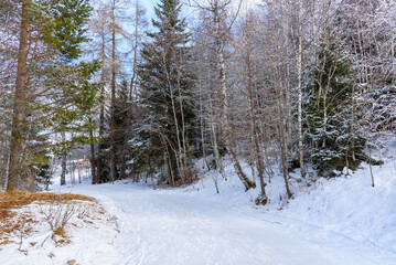 Empty curvy footpath through a snowy forest in the mountains on a sunny winter day
