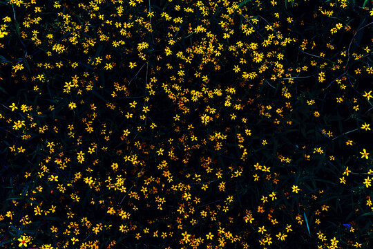 Top view of colorful spring flowers pattern - Botanical background