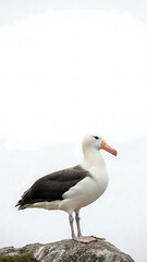 Obraz premium Majestic albatross stands solitary on a rugged windswept rock, embodying the wild spirit of the open ocean
