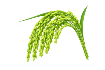 Raw green rice paddy ear with grains and leaves, symbolizing natural food production, farming, and sustainable agriculture. Transparent background