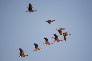 Flock of migratory birds flying in V formation in blue sky  © 완수 안